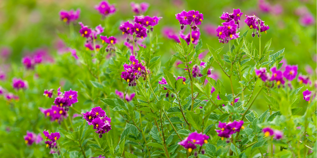 The Language of Flowers